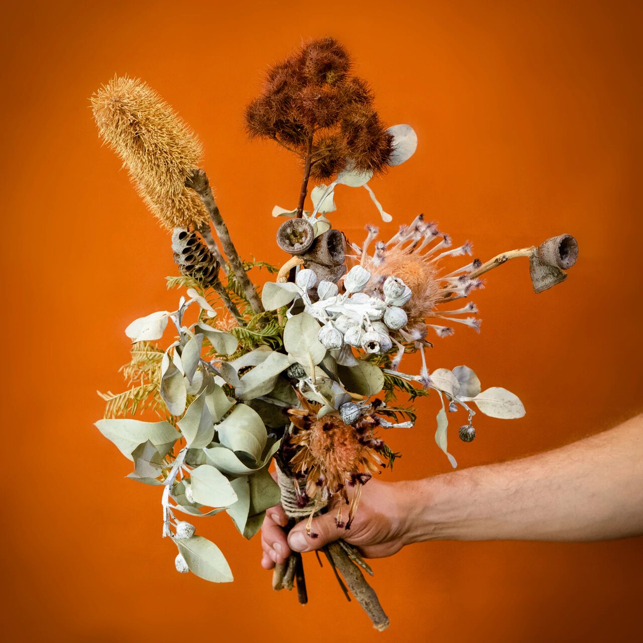 Safari Sydney dried flowers